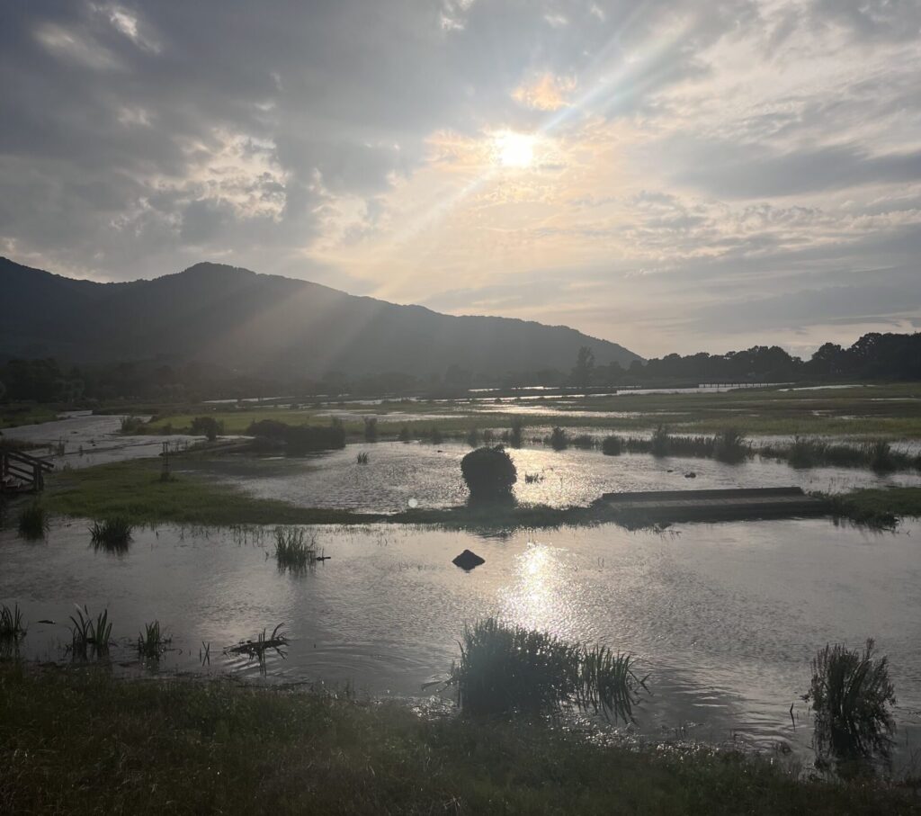 湿地風景2