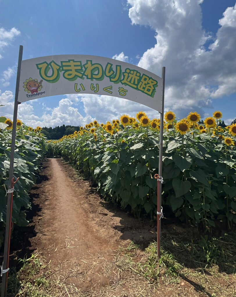 ひまわり迷路いりぐち