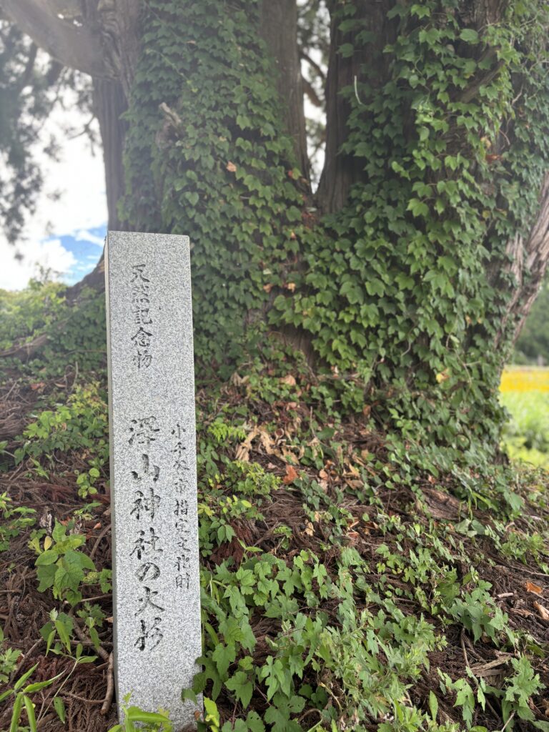 澤山神社の大杉1