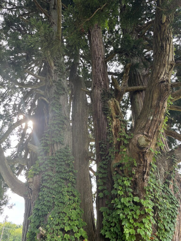 澤山神社の大杉2