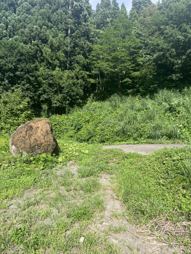 駐車場の目の前の草むら2