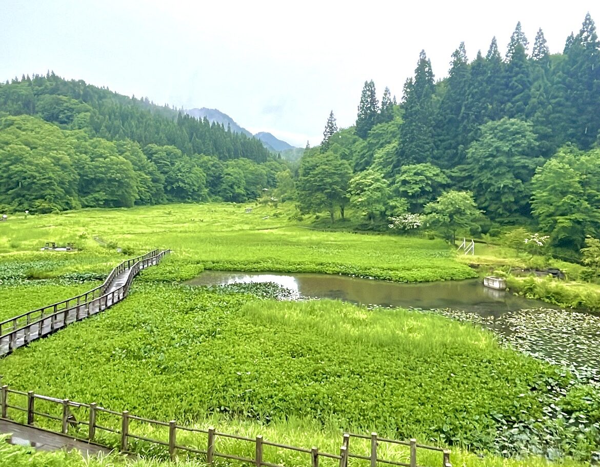 『人工的に作られた大変珍しい湿原』  