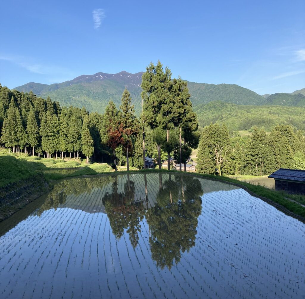 北五百川の棚田5