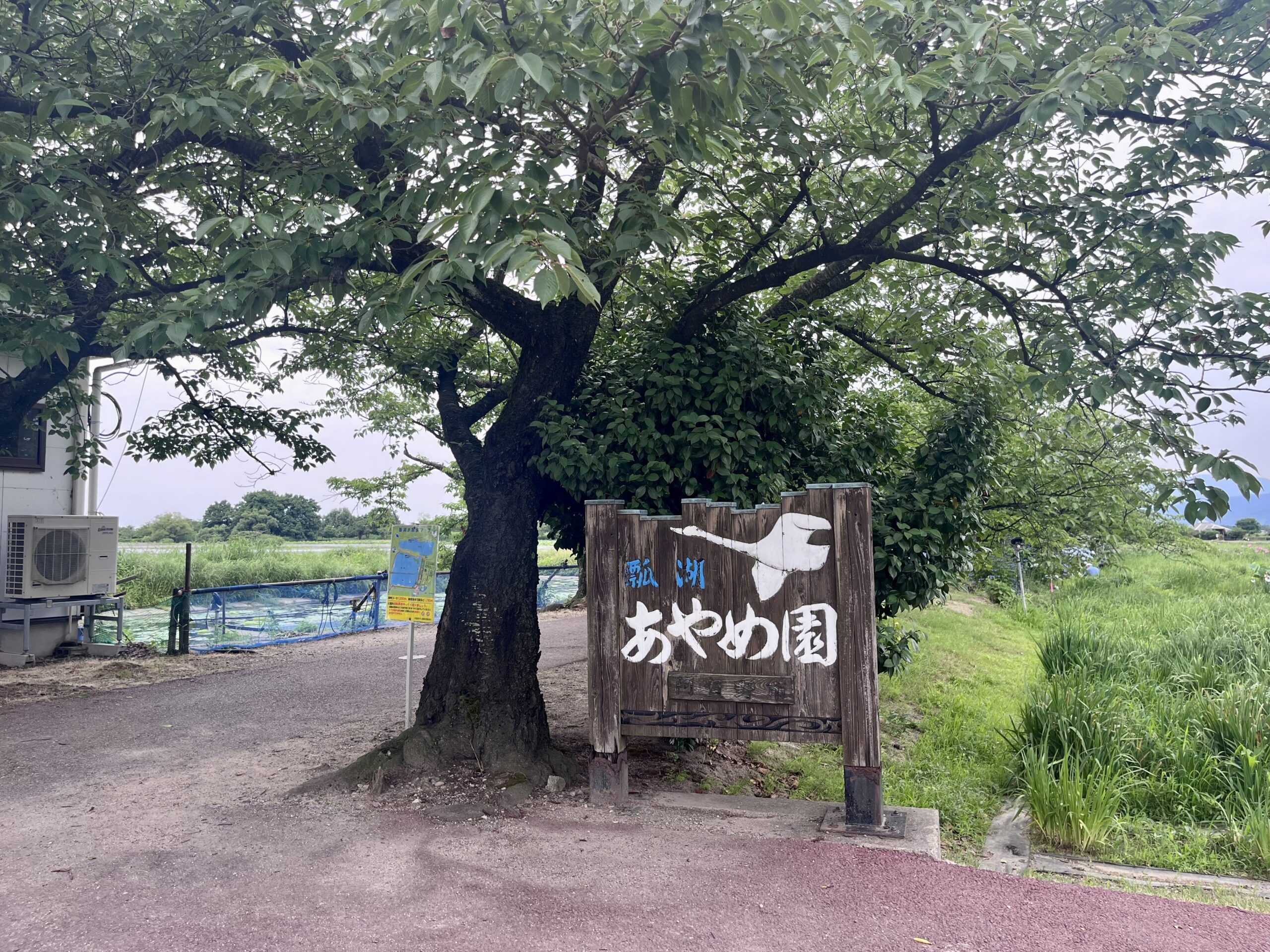 瓢湖あやめ園