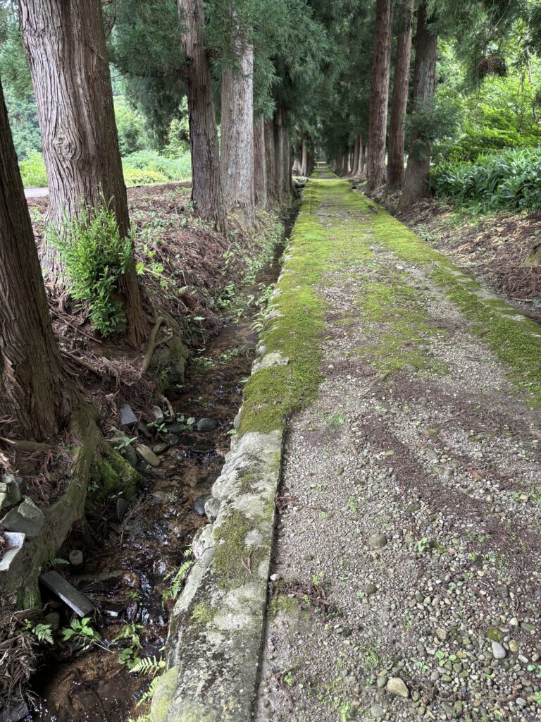 苔がむした凸凹道