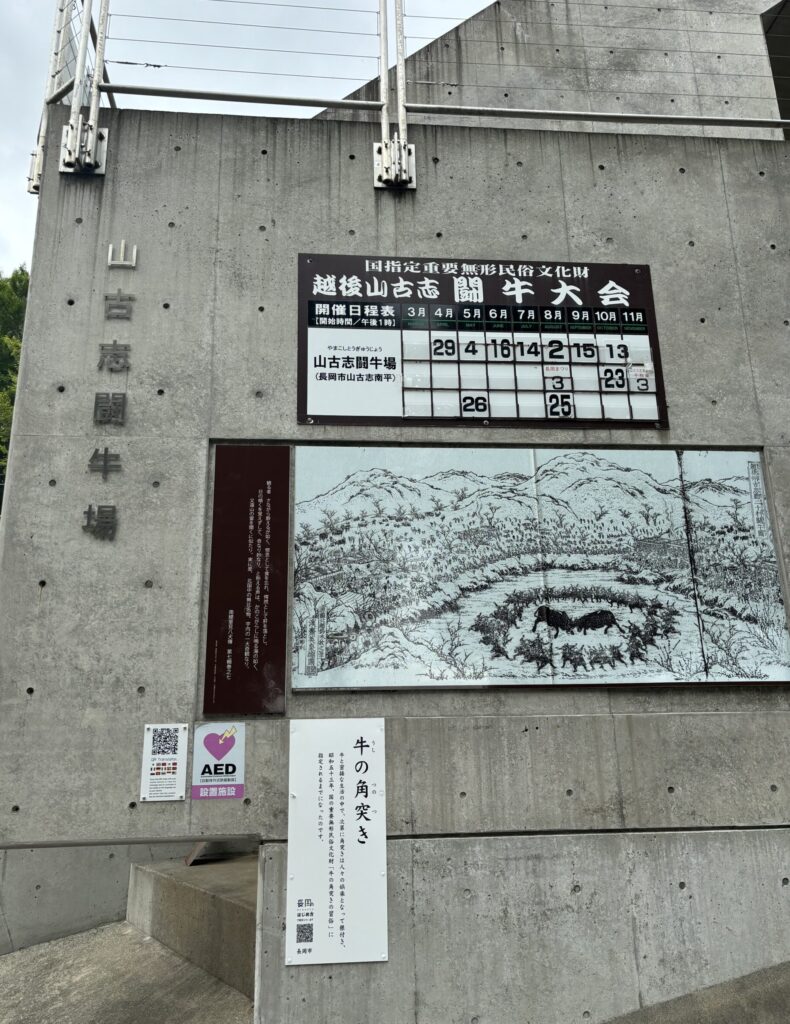 【山古志闘牛場】勝敗がつかない越後山古志闘牛大会