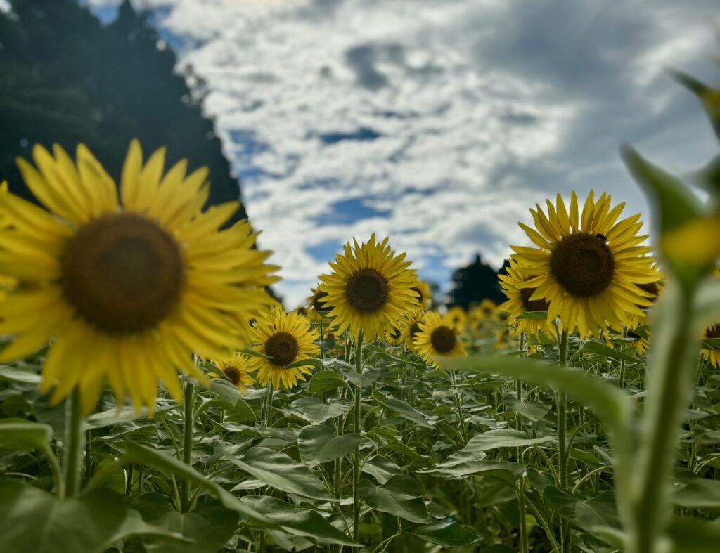 【山本山高原】四季折々で変化する高原の景色