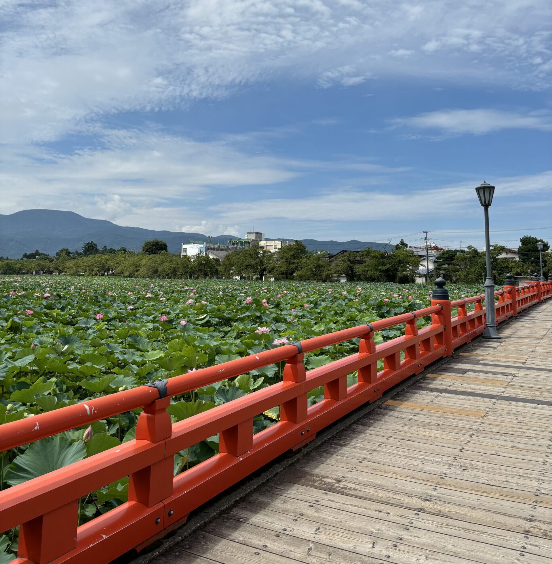 高田城址公園観蓮会
上越市