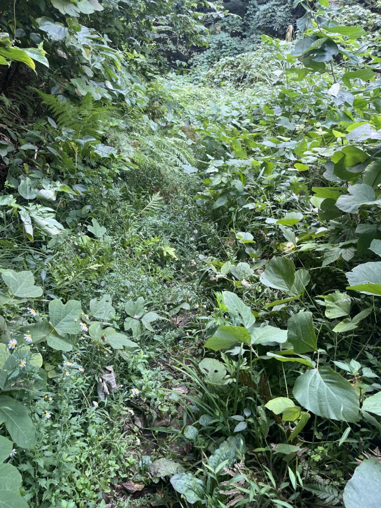 左の草が生い茂っている道