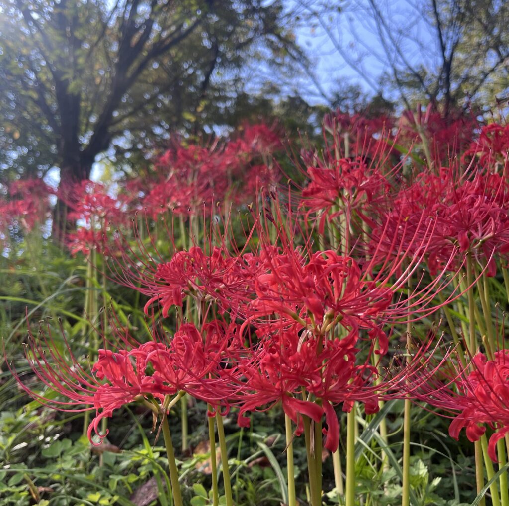 長岡市【雪国植物園】