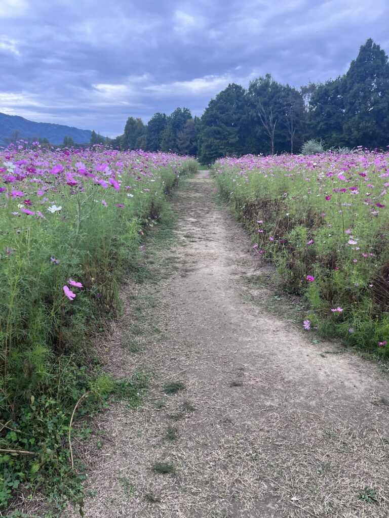 コスモス畑の歩道