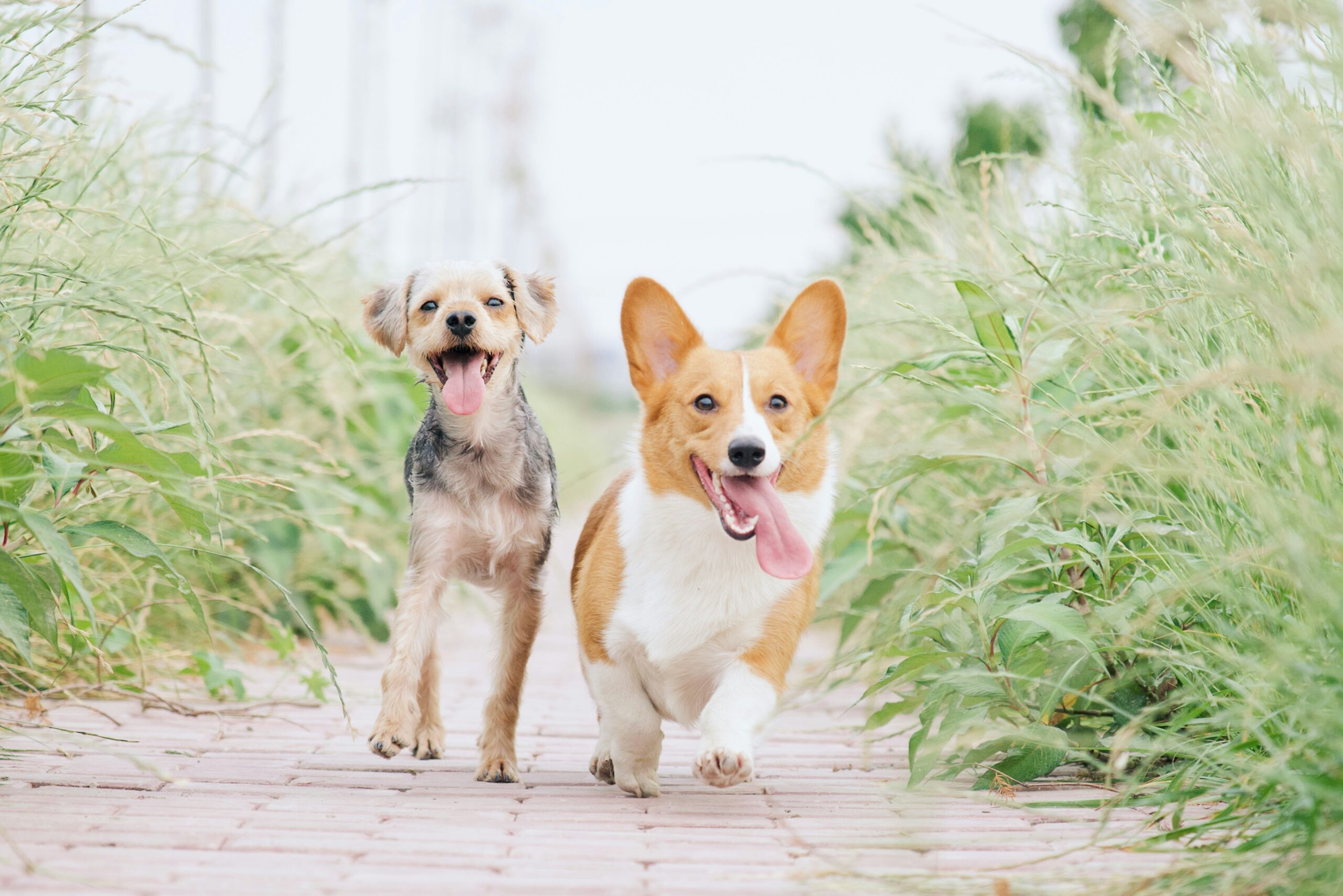 【わんダーらん】愛犬のトータルサポートを行う