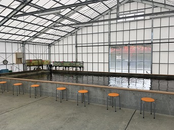 いやしの郷 釣り堀 内観