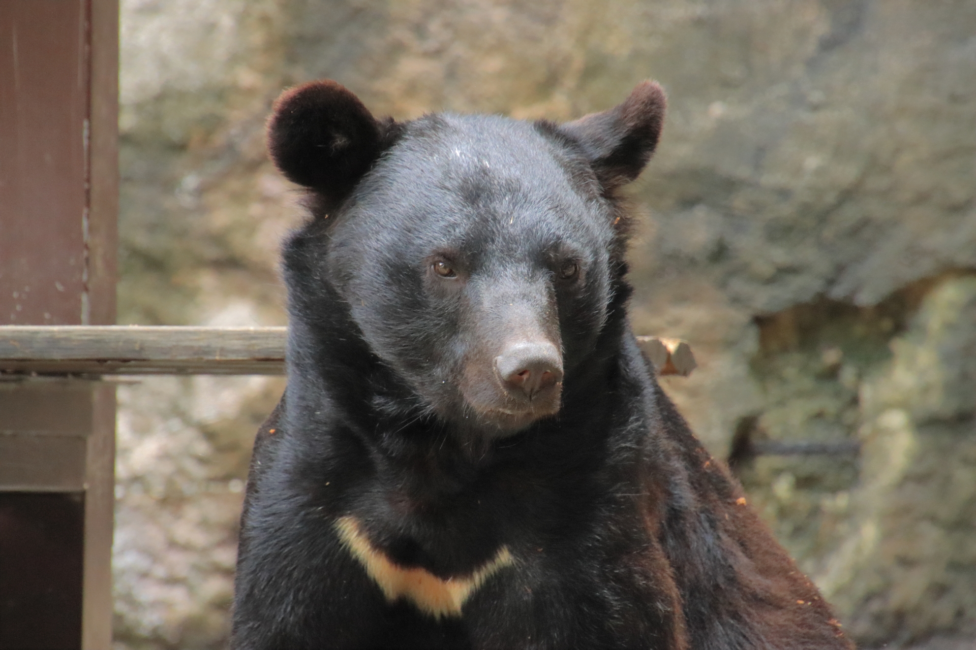 【クマ出没注意】冬眠は？新潟県でも確認される”穴持たず”のクマたち