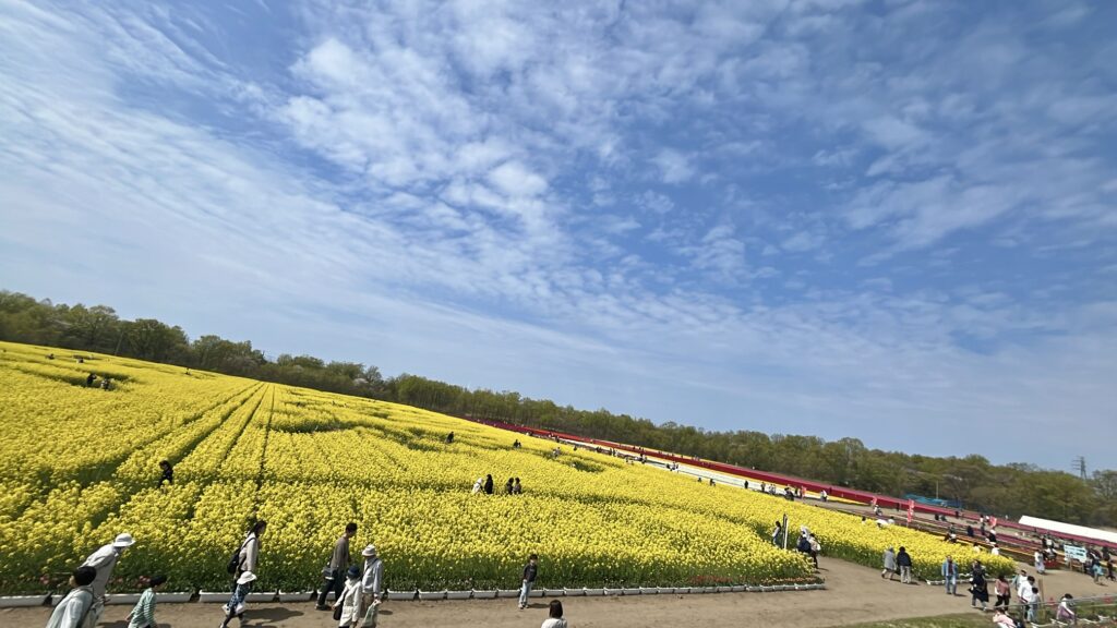 菜の花迷路