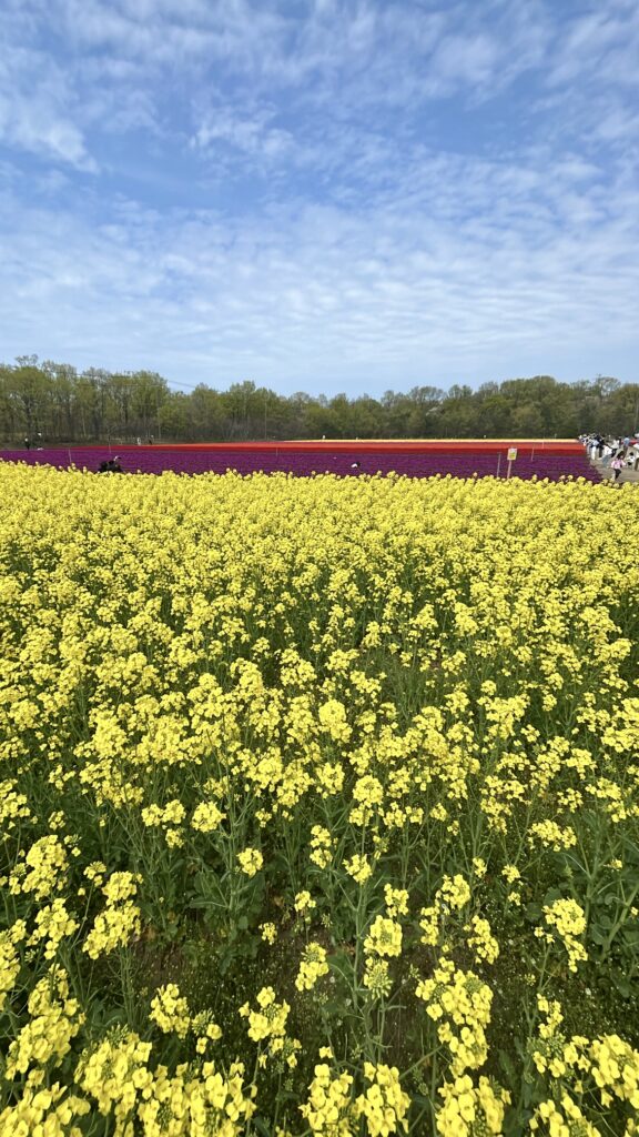 菜の花