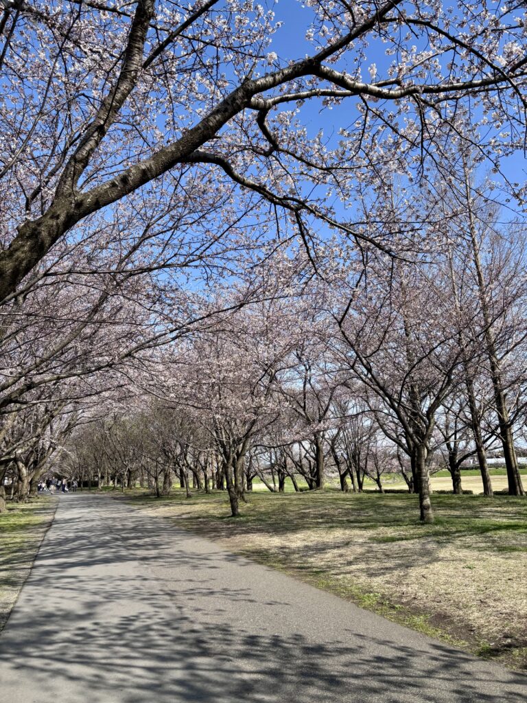 桜並木