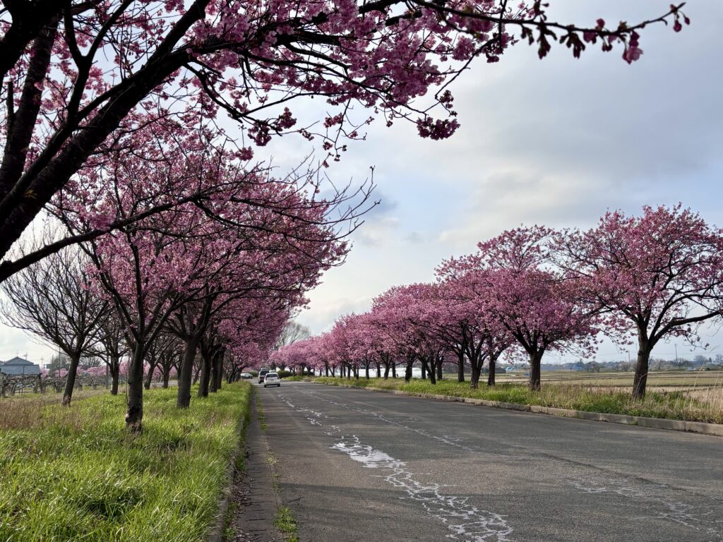 マイロード【桜の舞うみち】ドライブにおすすめ