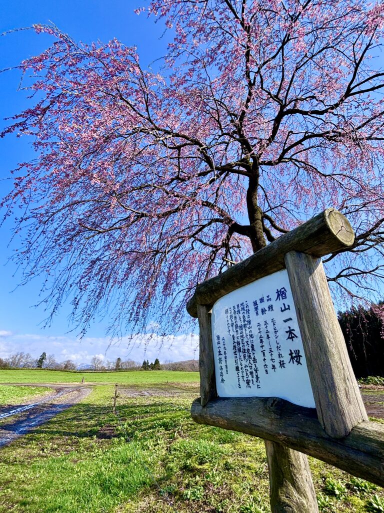 【楢山一本桜】牧草地にポツンと力強く咲くしだれ桜