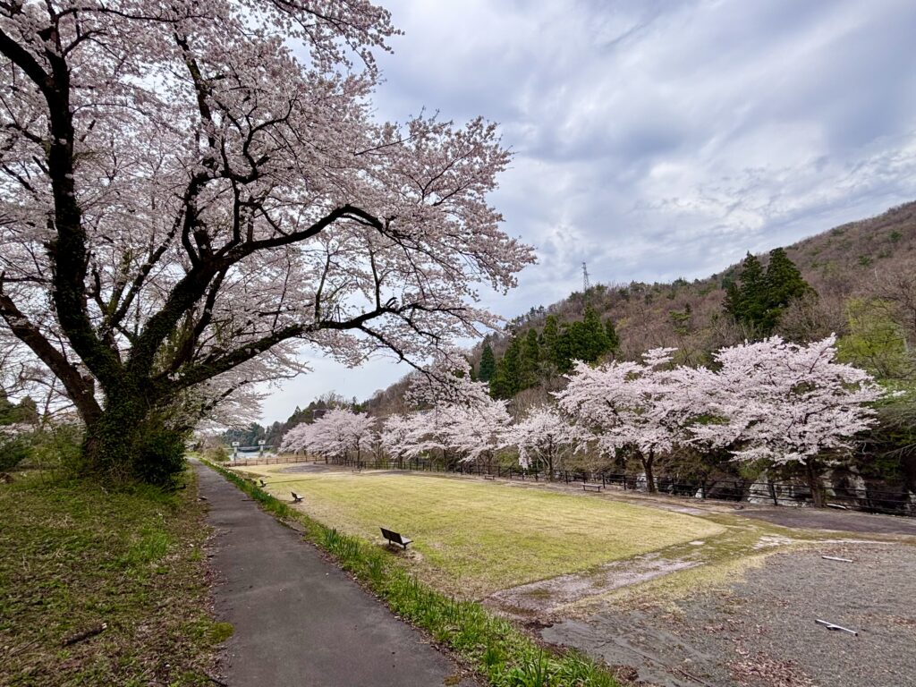ソメイヨシノ