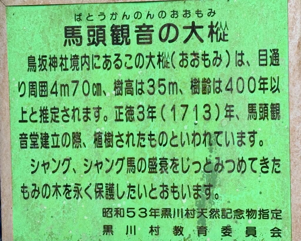 馬頭観音の大樅の説明看板