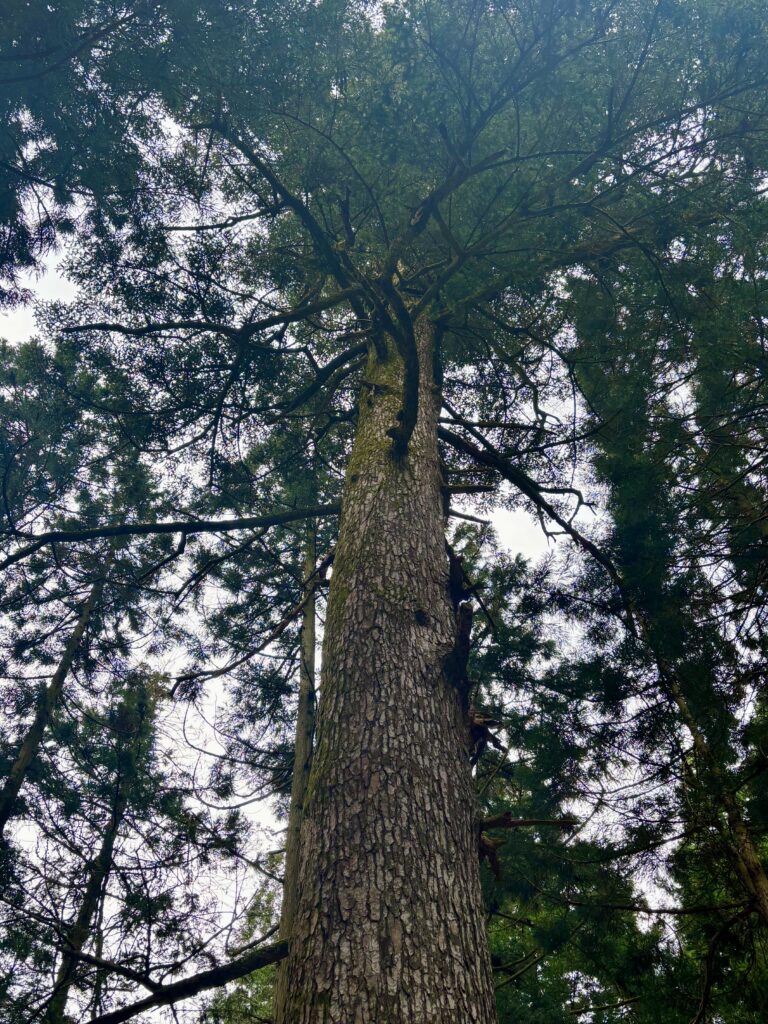 馬頭観音の大樅