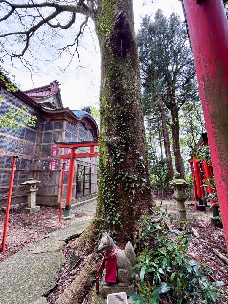 目の前の大木