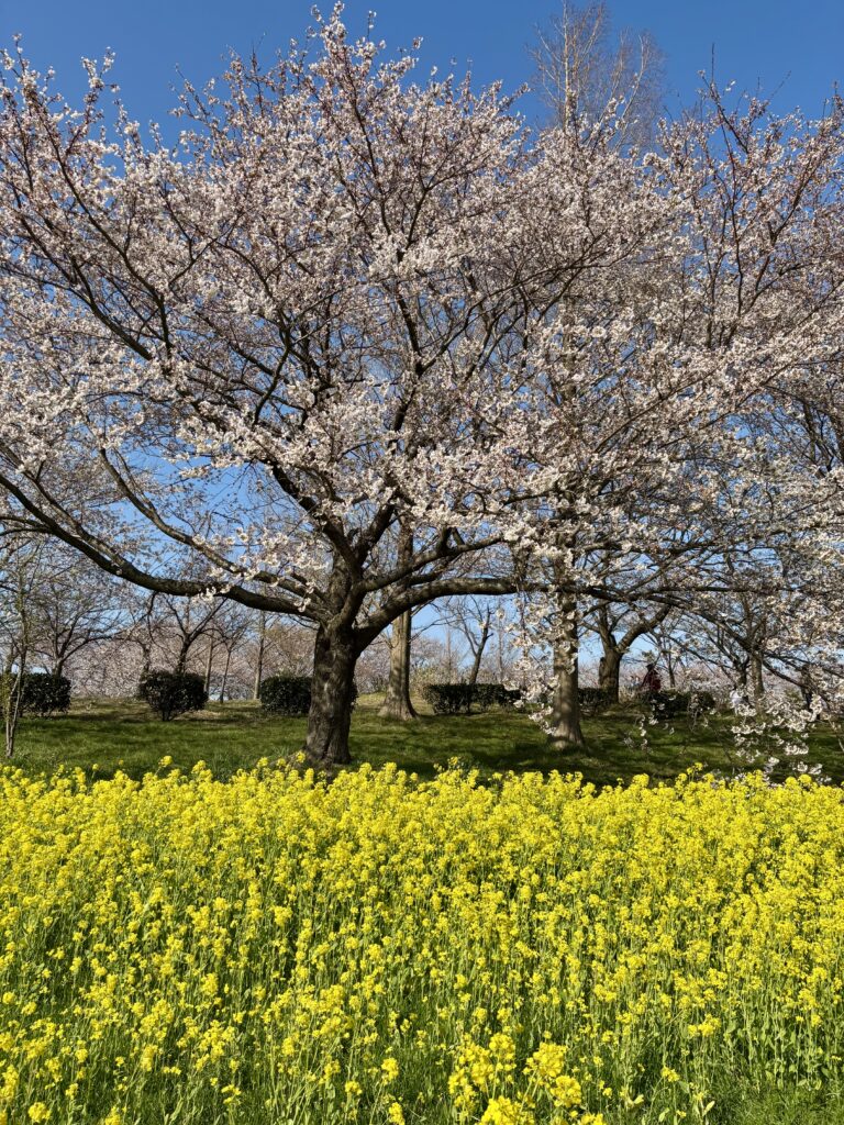 一部の桜並木と菜の花エリア２