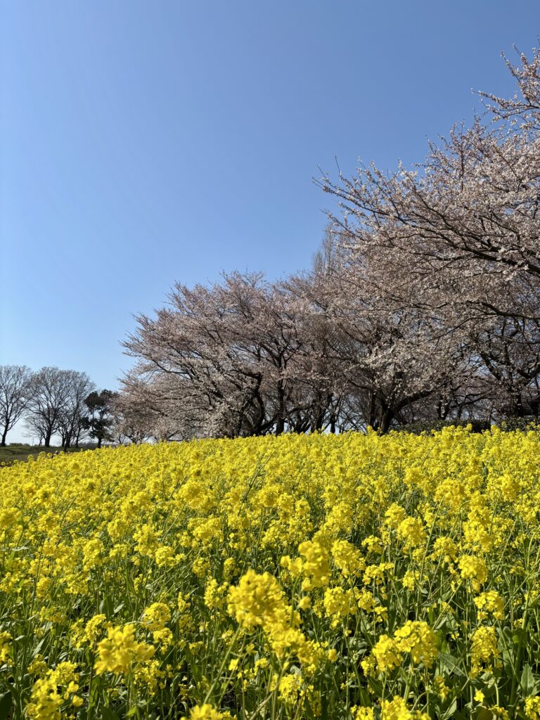 一部の桜並木と菜の花エリア１