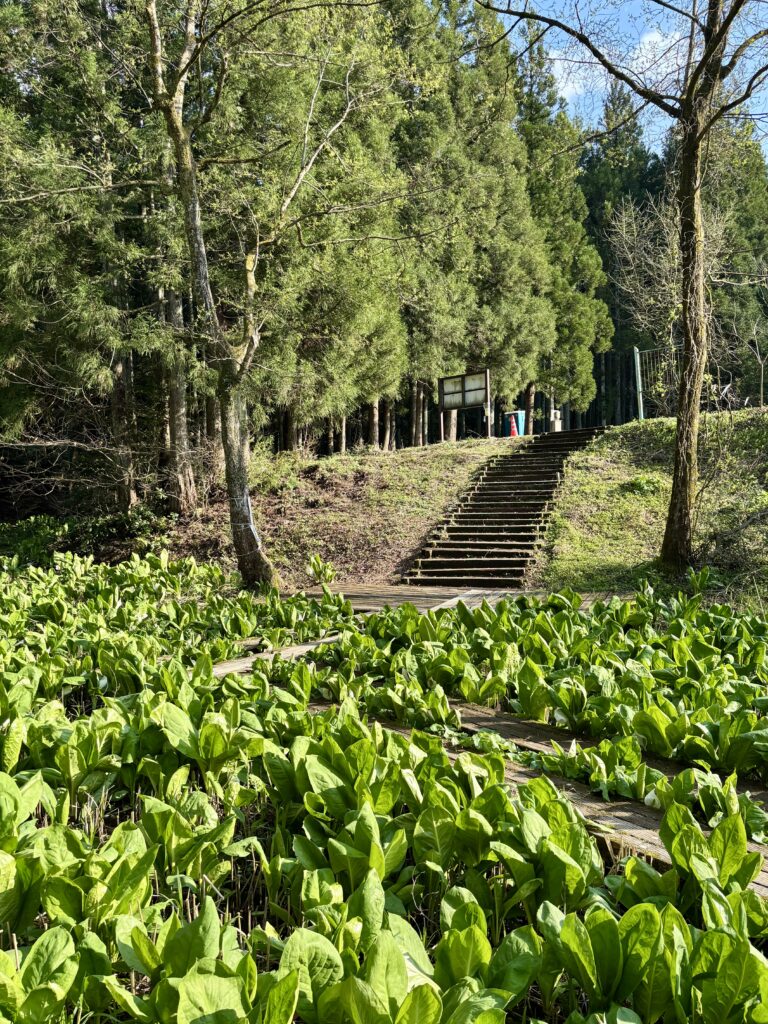 木道２