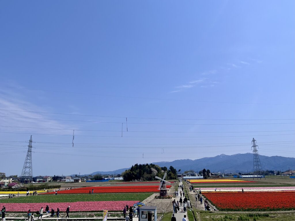 チューリップ畑全体