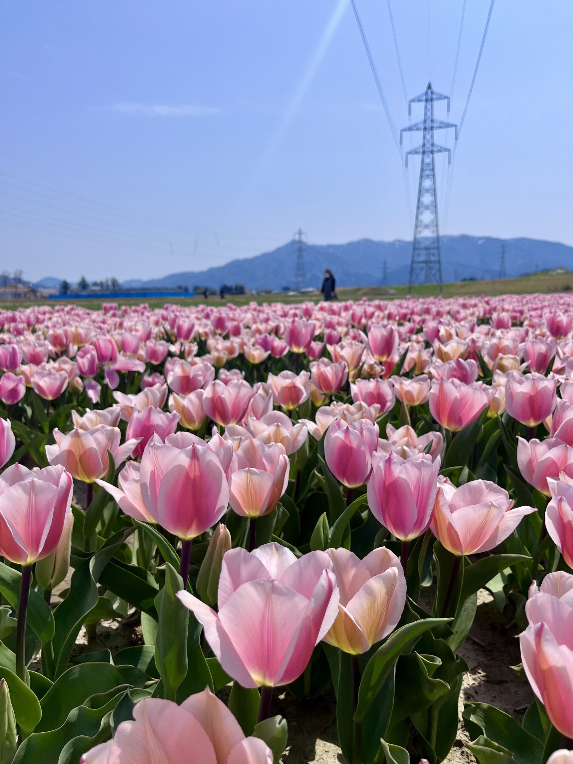 【桜・菜の花・チューリップなど】春のおすすめお花見スポット