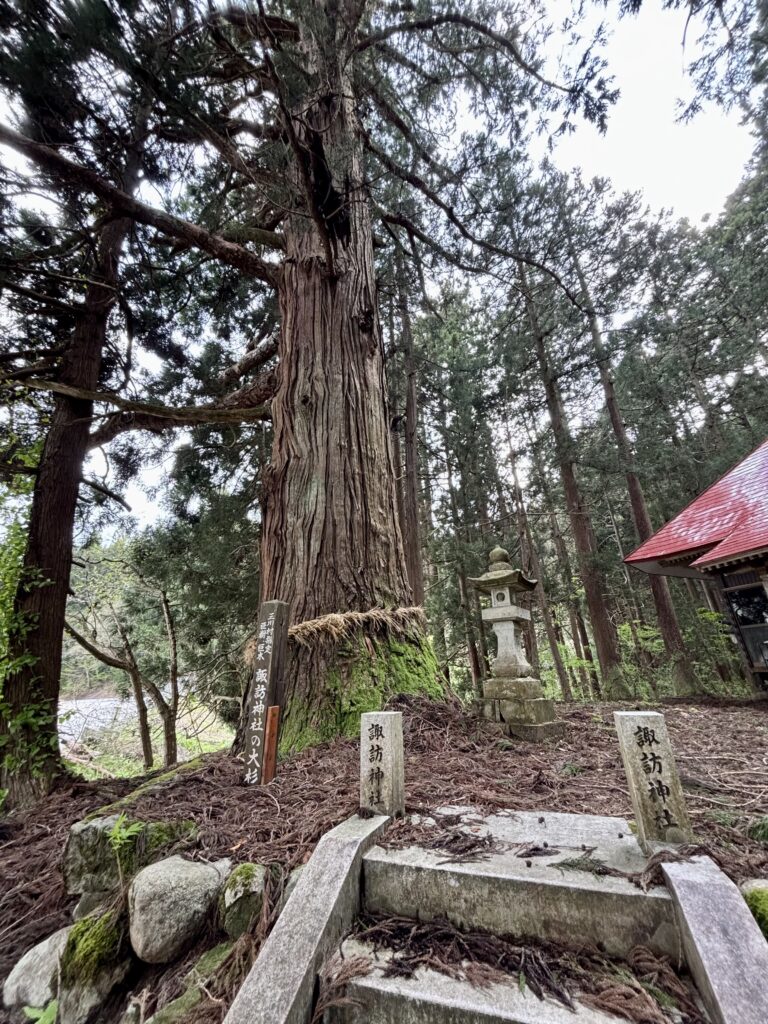 諏訪神社の【大杉】枝が普通の木の太さ！？規格外の大杉