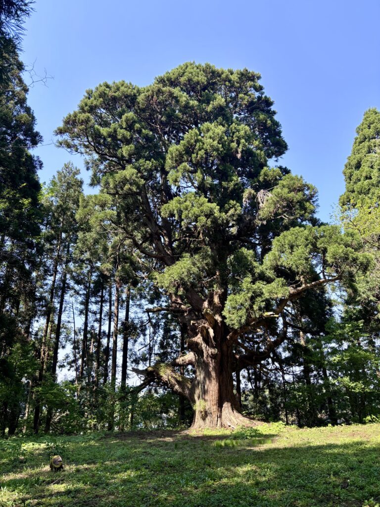 柏崎市【久之木の大杉】まるで秘密基地！こんなところに大杉が？