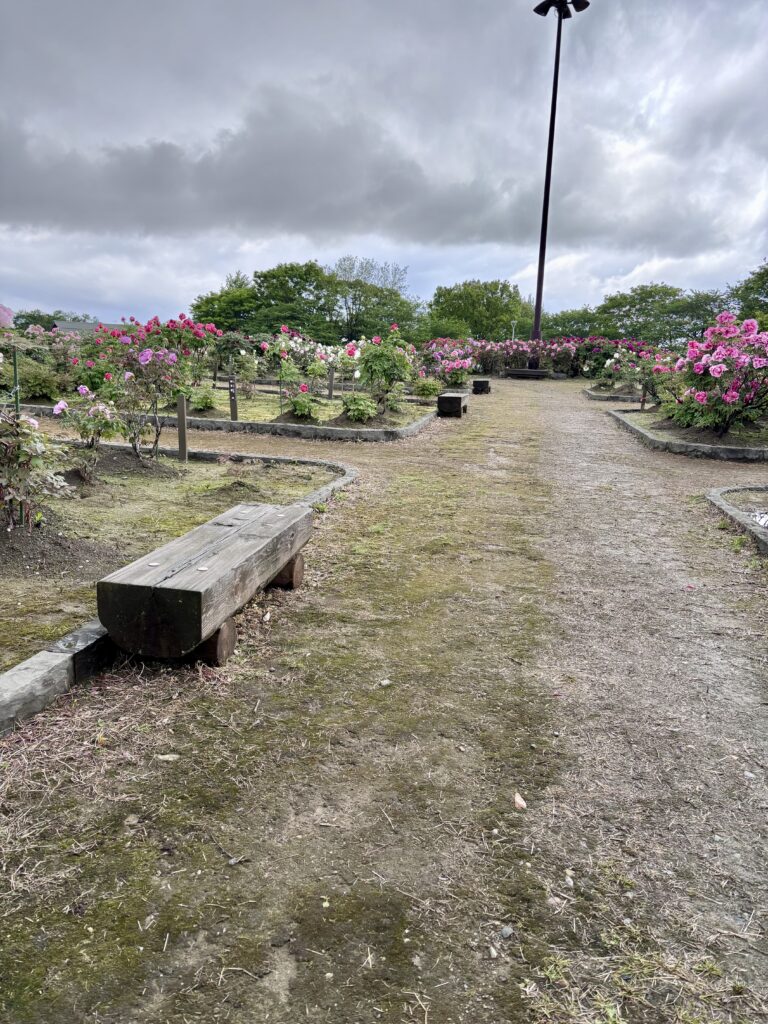 ベンチ