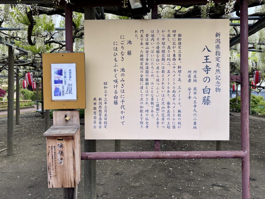 八王寺の白藤の説明看板