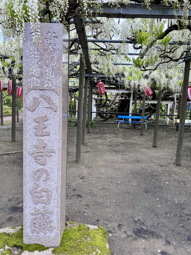 八王子の白藤の記念碑