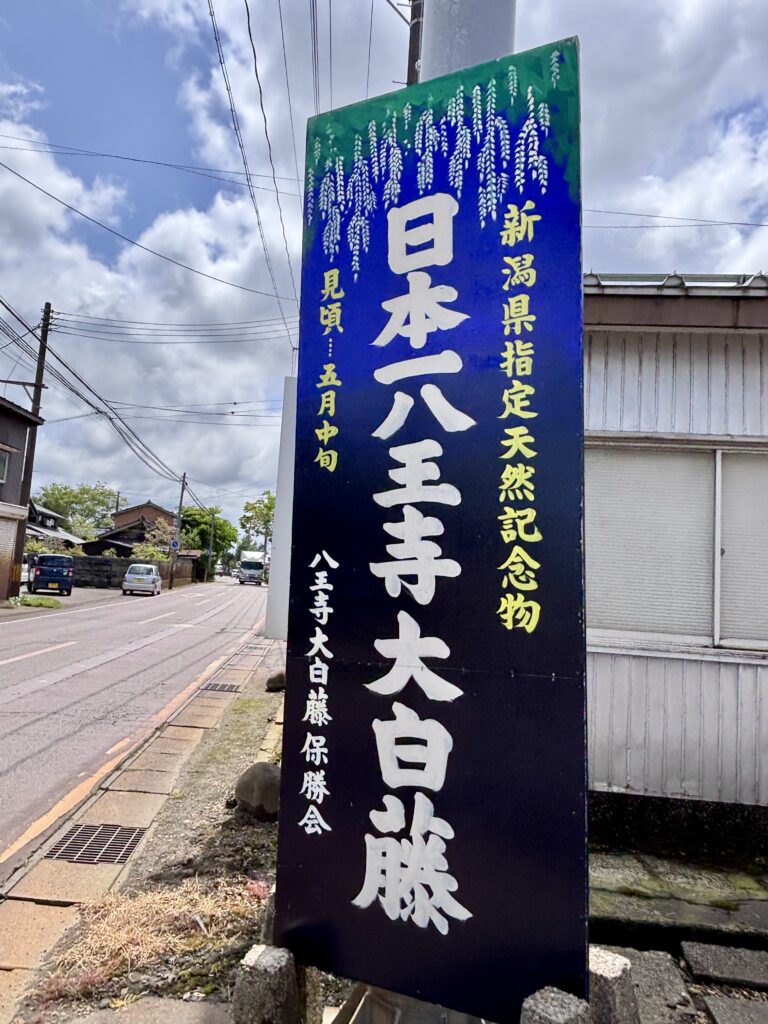 八王寺大白藤の看板
