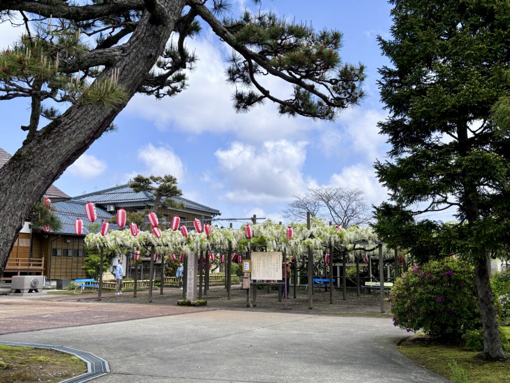 【八王寺の大白藤】樹齢３５０年を超える大白藤