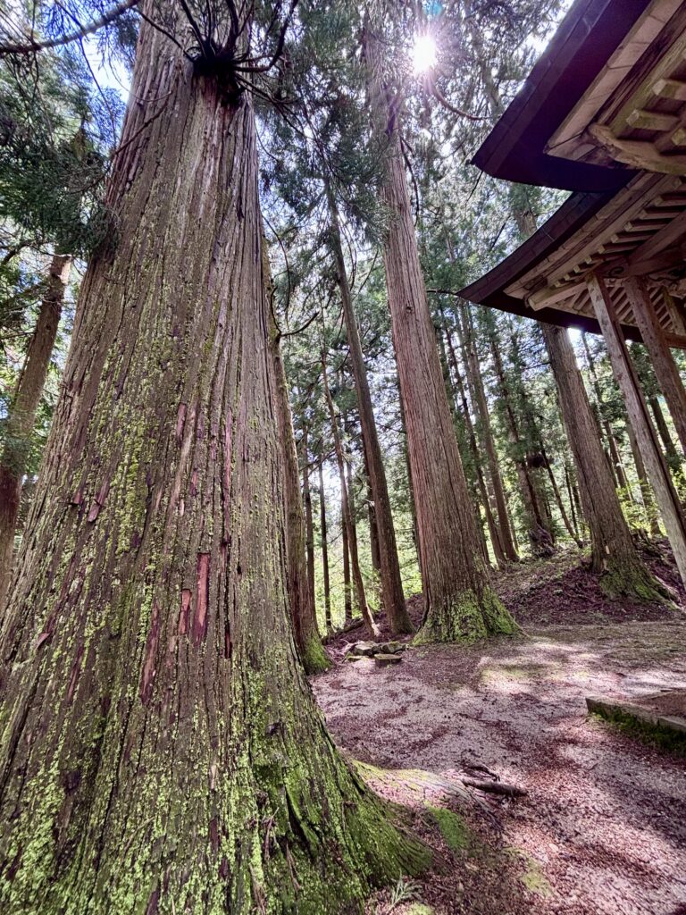 境内の風景2