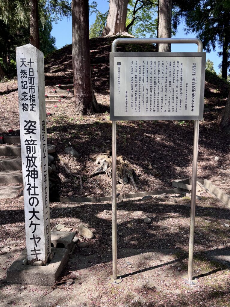 姿・箭放神社の大ケヤキ