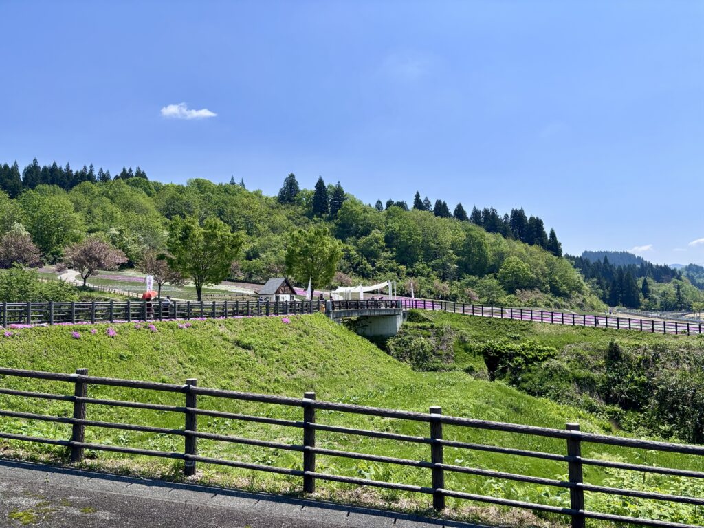 駐車場から見る芝桜広場
