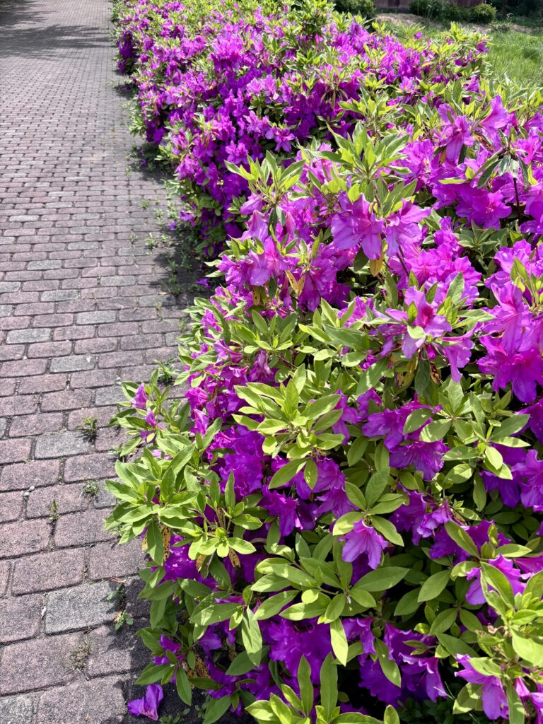 通路のつつじ