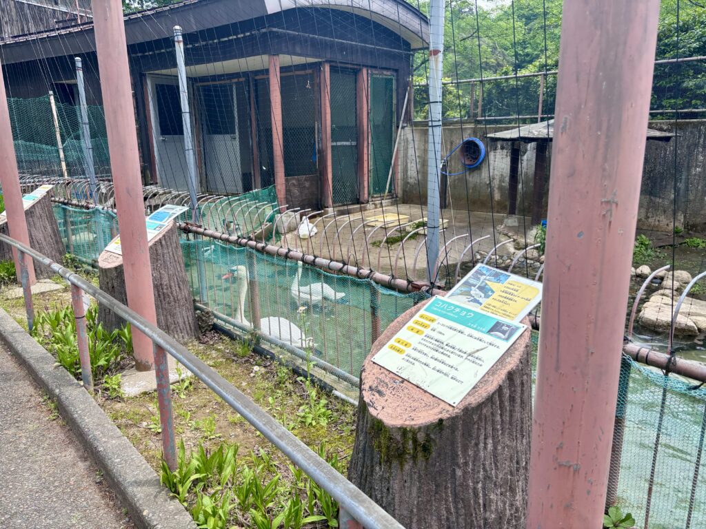 コハクチョウ