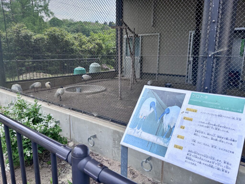 クロトキ