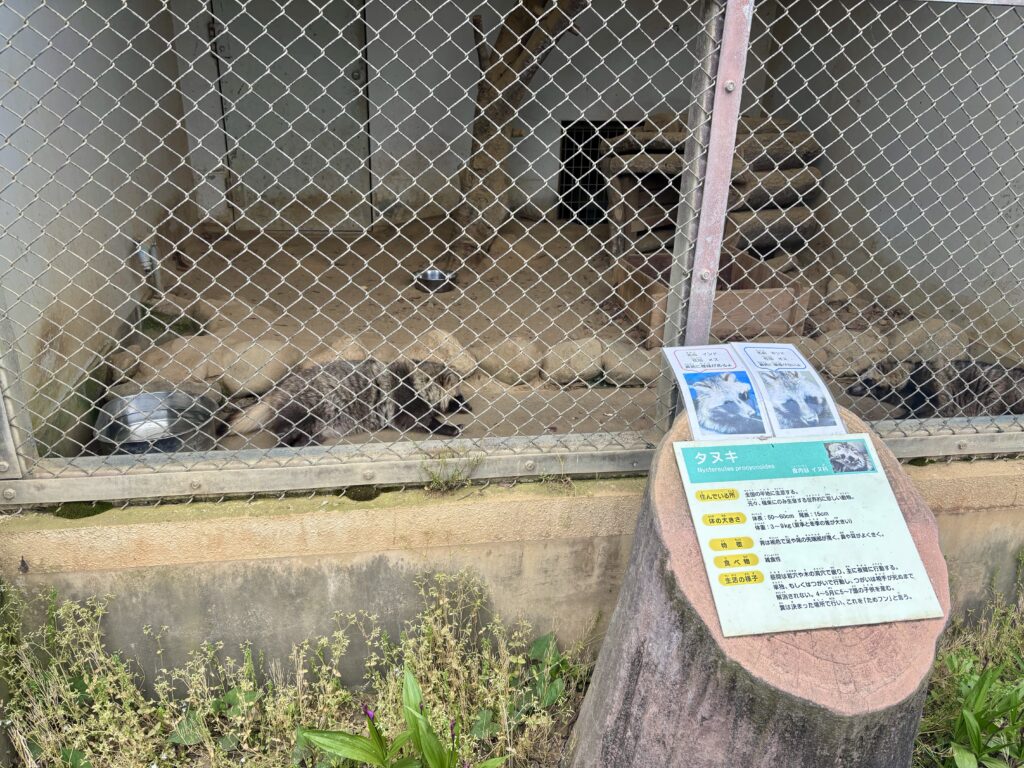 タヌキ