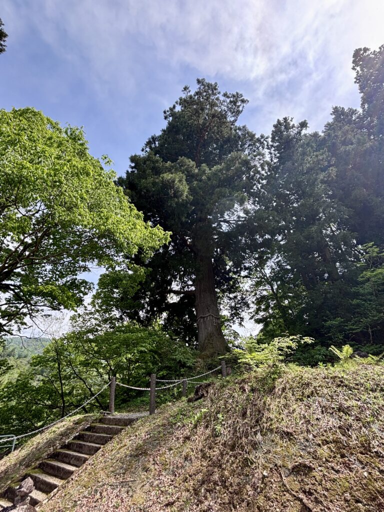 一本杉1