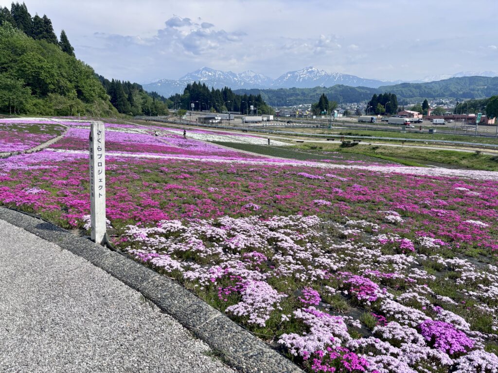 芝桜と越後三山