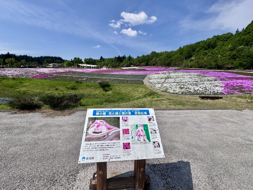 芝桜広場 全体