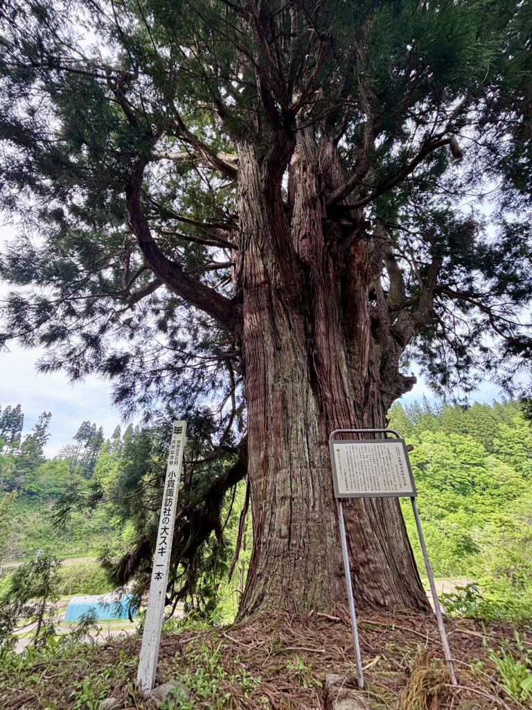 小貫諏訪社の大スギ1